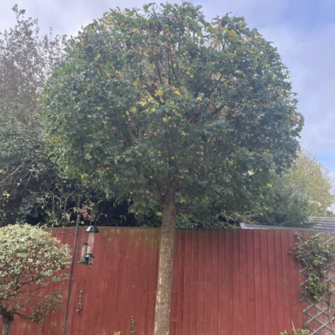 Tree Surgeon - Tim-ber Trees